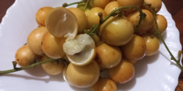 Close‑up of ripe yellow Burmese grapes (Baccaurea ramiflora, ផ្ញៀវ) on a white plate, one fruit opened to reveal its pale, juicy sweet‑sour flesh.