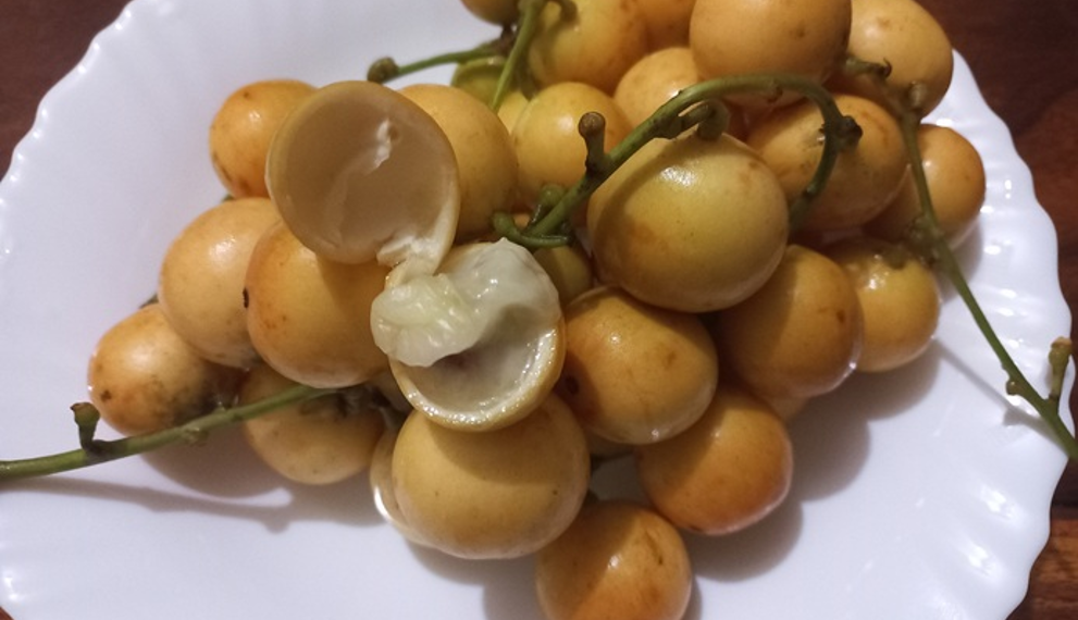 Close‑up of ripe yellow Burmese grapes (Baccaurea ramiflora, ផ្ញៀវ) on a white plate, one fruit opened to reveal its pale, juicy sweet‑sour flesh.