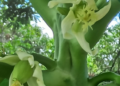 Close-up of a female Carica papaya flower beginning to set a small green fruit on the trunk of a papaya tree in the Kampong Thom countryside of Cambodia, with soft green foliage in the blurred background.