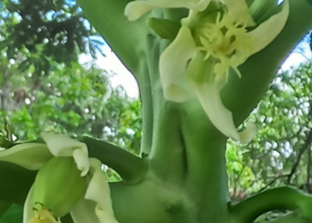 Close-up of a female Carica papaya flower beginning to set a small green fruit on the trunk of a papaya tree in the Kampong Thom countryside of Cambodia, with soft green foliage in the blurred background.