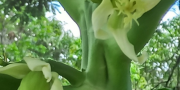 Close-up of a female Carica papaya flower beginning to set a small green fruit on the trunk of a papaya tree in the Kampong Thom countryside of Cambodia, with soft green foliage in the blurred background.