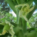 Close-up of a female Carica papaya flower beginning to set a small green fruit on the trunk of a papaya tree in the Kampong Thom countryside of Cambodia, with soft green foliage in the blurred background.