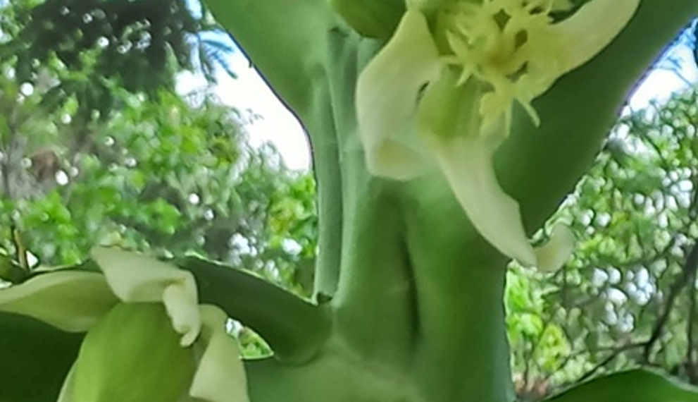 Close-up of a female Carica papaya flower beginning to set a small green fruit on the trunk of a papaya tree in the Kampong Thom countryside of Cambodia, with soft green foliage in the blurred background.