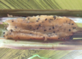 Close-up of Cambodian Nom Sleuk Chak from Kampot, a sticky rice flour cake with coconut, palm sugar, and black sesame seeds, unwrapped from nypa palm leaves on a green table.