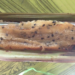 Close-up of Cambodian Nom Sleuk Chak from Kampot, a sticky rice flour cake with coconut, palm sugar, and black sesame seeds, unwrapped from nypa palm leaves on a green table.