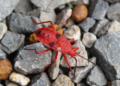 Bright red Probergrothius nigricornis kapok bug walking over mixed gray and brown gravel stones in Cambodia, showing black dorsal spots and slender antennae.