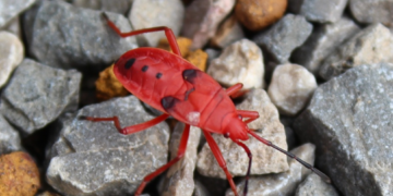Bright red Probergrothius nigricornis kapok bug walking over mixed gray and brown gravel stones in Cambodia, showing black dorsal spots and slender antennae.