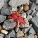 Bright red Probergrothius nigricornis kapok bug walking over mixed gray and brown gravel stones in Cambodia, showing black dorsal spots and slender antennae.