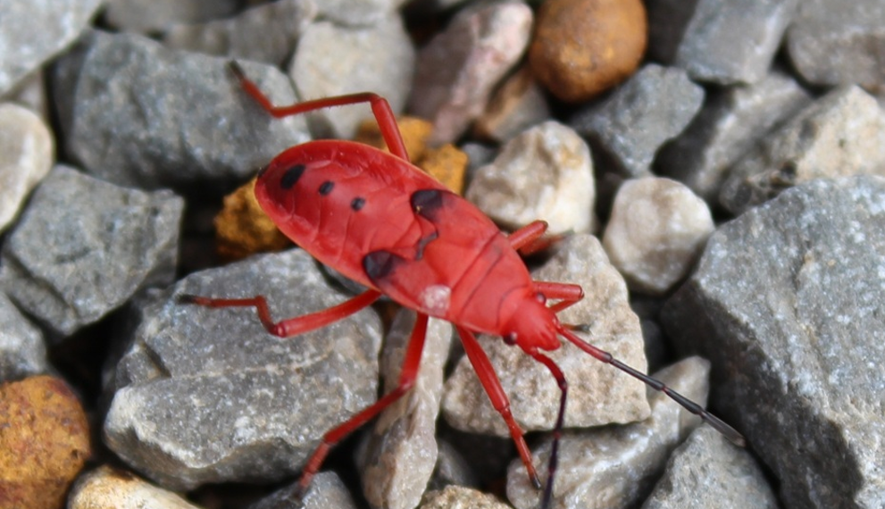 Bright red Probergrothius nigricornis kapok bug walking over mixed gray and brown gravel stones in Cambodia, showing black dorsal spots and slender antennae.