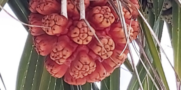 Close-up of a ripe orange pandanus (fragrant screw pine) fruit hanging among long spiny green leaves on a coastal tree near the seaside in Kampot, Cambodia.