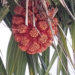 Close-up of a ripe orange pandanus (fragrant screw pine) fruit hanging among long spiny green leaves on a coastal tree near the seaside in Kampot, Cambodia.