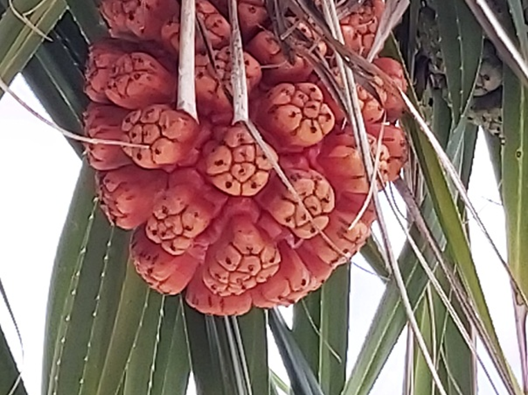 Close-up of a ripe orange pandanus (fragrant screw pine) fruit hanging among long spiny green leaves on a coastal tree near the seaside in Kampot, Cambodia.