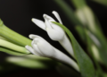 Close-up of white tuberose (Polianthes tuberosa, ចន្ធូ) buds on green stems in Cambodia against a dark background, highlighting their smooth texture and emerging blossoms.