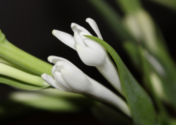 Close-up of white tuberose (Polianthes tuberosa, ចន្ធូ) buds on green stems in Cambodia against a dark background, highlighting their smooth texture and emerging blossoms.