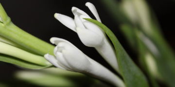 Close-up of white tuberose (Polianthes tuberosa, ចន្ធូ) buds on green stems in Cambodia against a dark background, highlighting their smooth texture and emerging blossoms.