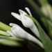 Close-up of white tuberose (Polianthes tuberosa, ចន្ធូ) buds on green stems in Cambodia against a dark background, highlighting their smooth texture and emerging blossoms.