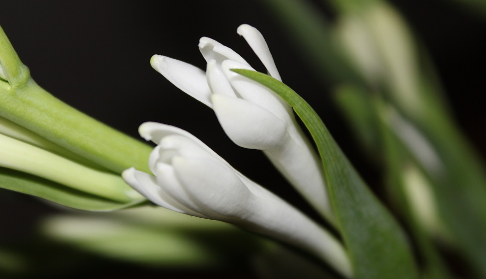 Close-up of white tuberose (Polianthes tuberosa, ចន្ធូ) buds on green stems in Cambodia against a dark background, highlighting their smooth texture and emerging blossoms.