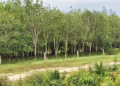 Rows of mature rubber trees in a plantation in Tbong Khmum Province, Cambodia, with a dirt road in the foreground and green vegetation surrounding the estate