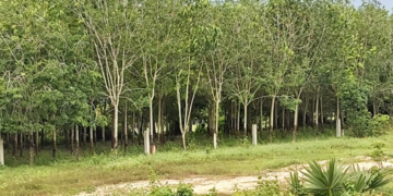 Rows of mature rubber trees in a plantation in Tbong Khmum Province, Cambodia, with a dirt road in the foreground and green vegetation surrounding the estate