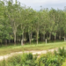 Rows of mature rubber trees in a plantation in Tbong Khmum Province, Cambodia, with a dirt road in the foreground and green vegetation surrounding the estate