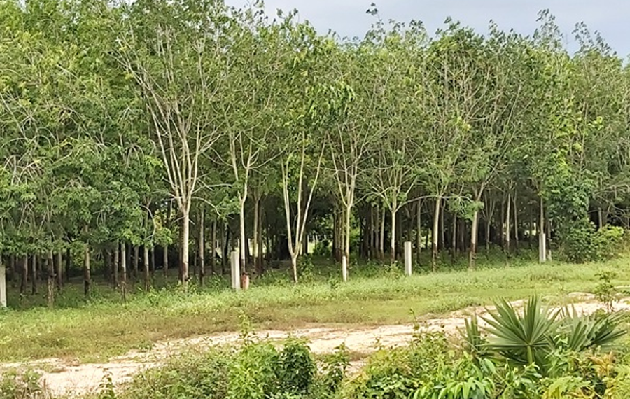 Rows of mature rubber trees in a plantation in Tbong Khmum Province, Cambodia, with a dirt road in the foreground and green vegetation surrounding the estate