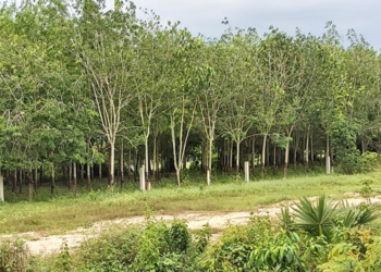 Rangées d'hévéas dans une plantation de l'est du Cambodge, illustrant l'héritage de la culture du caoutchouc introduite durant la période coloniale française