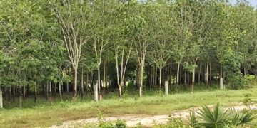 Rangées d'hévéas dans une plantation de l'est du Cambodge, illustrant l'héritage de la culture du caoutchouc introduite durant la période coloniale française