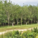 Rangées d'hévéas dans une plantation de l'est du Cambodge, illustrant l'héritage de la culture du caoutchouc introduite durant la période coloniale française