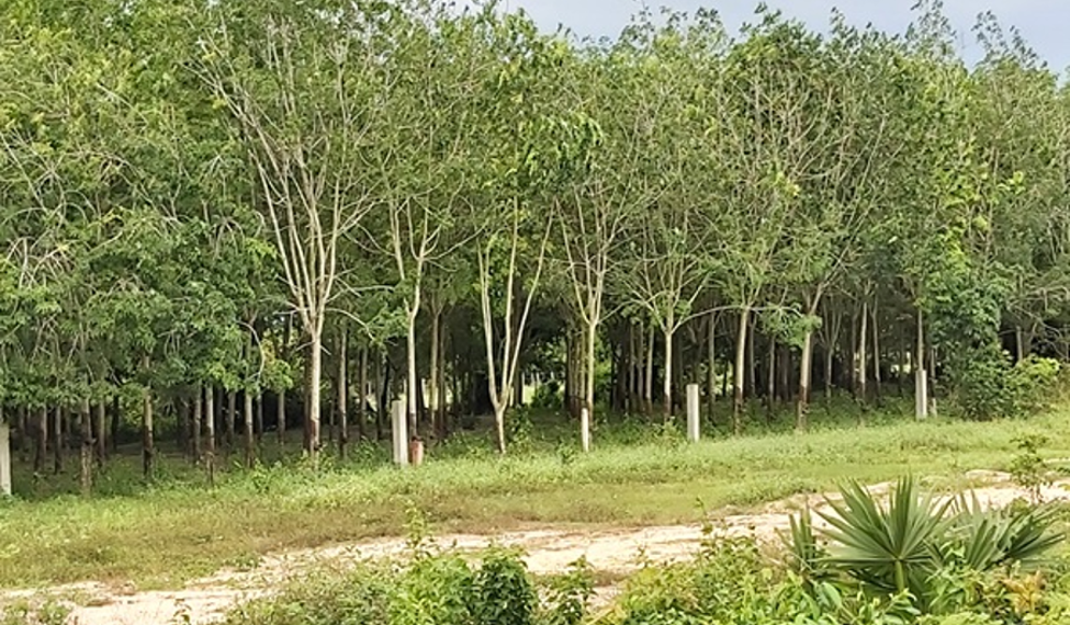 Rangées d'hévéas dans une plantation de l'est du Cambodge, illustrant l'héritage de la culture du caoutchouc introduite durant la période coloniale française