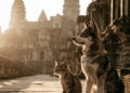 Life: Bringing Your Pet to Cambodia: What Future Residents Need to Know
