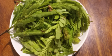 Fresh tamarind (Tamarindus indica) leaves arranged on a white plate, a traditional ingredient widely used in Khmer cuisine for soups and herbal dishes.