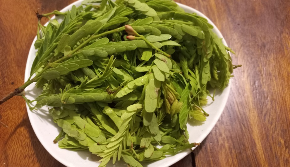 Fresh tamarind (Tamarindus indica) leaves arranged on a white plate, a traditional ingredient widely used in Khmer cuisine for soups and herbal dishes.