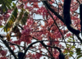 Blooming Oy Moy tree (Cassia grandis) with abundant pink flower clusters forming a colorful canopy against the blue sky in Cambodia.