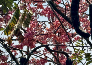 Blooming Oy Moy tree (Cassia grandis) with abundant pink flower clusters forming a colorful canopy against the blue sky in Cambodia.