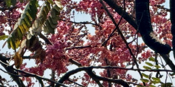 Blooming Oy Moy tree (Cassia grandis) with abundant pink flower clusters forming a colorful canopy against the blue sky in Cambodia.