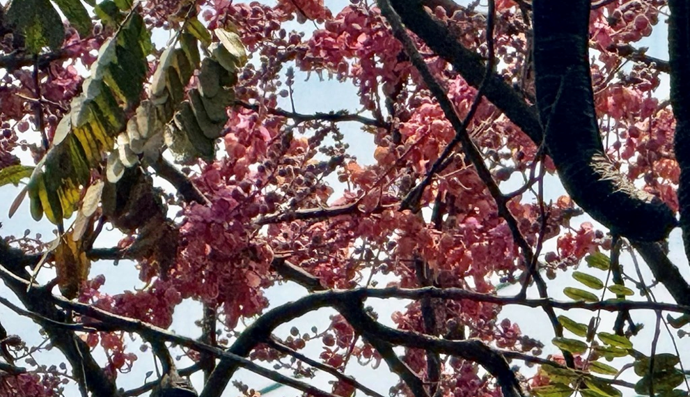 Blooming Oy Moy tree (Cassia grandis) with abundant pink flower clusters forming a colorful canopy against the blue sky in Cambodia.