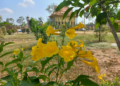 Yellow trumpetbush flowers blooming in front of a Cambodian pagoda in Takeo, Cambodia