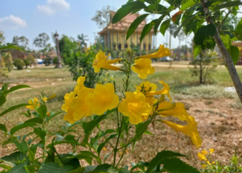 Yellow trumpetbush flowers blooming in front of a Cambodian pagoda in Takeo, Cambodia