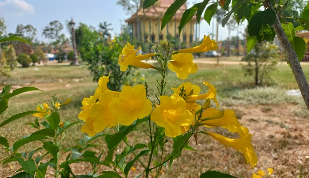 Yellow trumpetbush flowers blooming in front of a Cambodian pagoda in Takeo, Cambodia