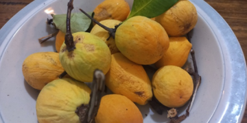 Fresh yellow and green kuy fruit, Willughbeia edulis, arranged on a white plate with vine stems and leaves in Cambodia