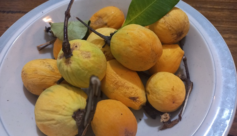 Fresh yellow and green kuy fruit, Willughbeia edulis, arranged on a white plate with vine stems and leaves in Cambodia