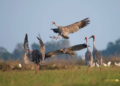 Three New Sarus crane Nests Discovered in Cambodia