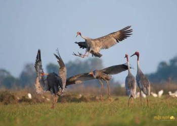 Three New Sarus crane Nests Discovered in Cambodia