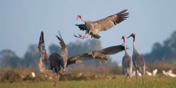 Three New Sarus crane Nests Discovered in Cambodia