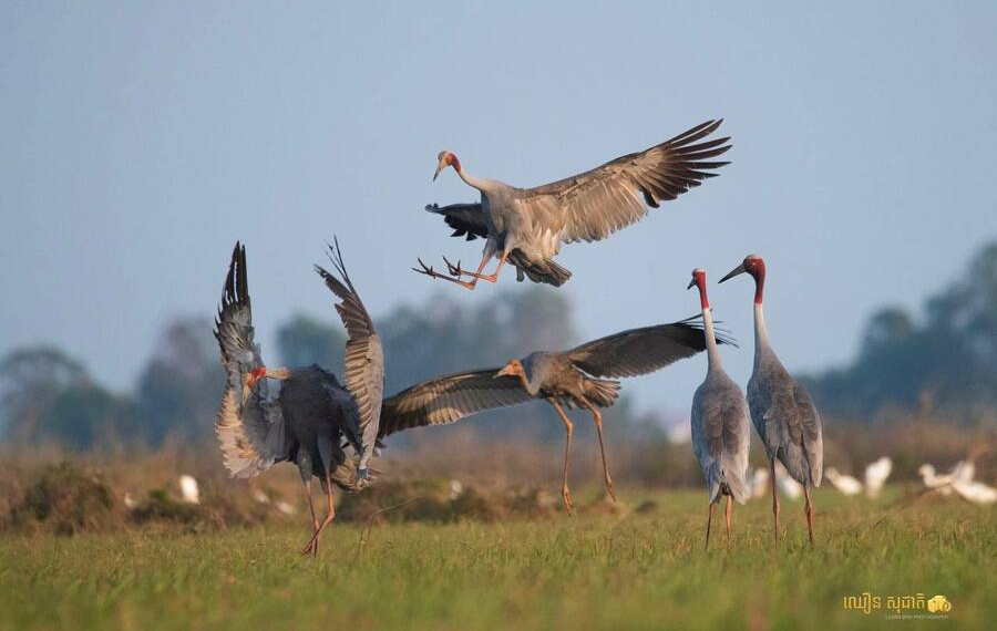 Three New Sarus crane Nests Discovered in Cambodia