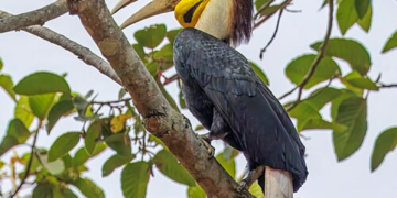 Hornbills in Cambodia: Four Remarkable Forest Birds