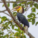 Hornbills in Cambodia: Four Remarkable Forest Birds