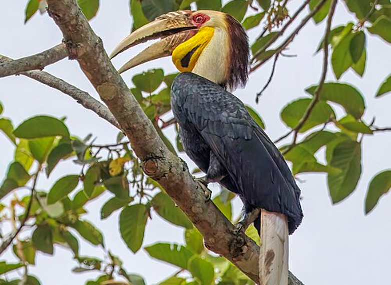 Hornbills in Cambodia: Four Remarkable Forest Birds