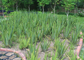 Aloe vera plants growing in rows at Angkor Botanical Garden in Cambodia, surrounded by tropical greenery and flowering plants.