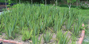 Aloe vera plants growing in rows at Angkor Botanical Garden in Cambodia, surrounded by tropical greenery and flowering plants.